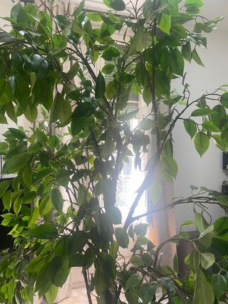 Planta artificial grande XXL,200cm