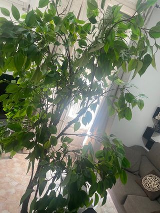 Planta artificial grande XXL,200cm