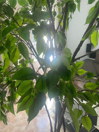 Planta artificial grande XXL,200cm