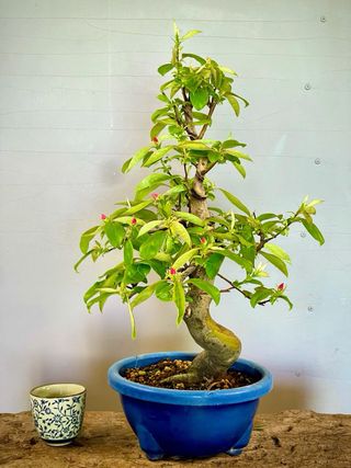 Bonsai Membrillo Japonés