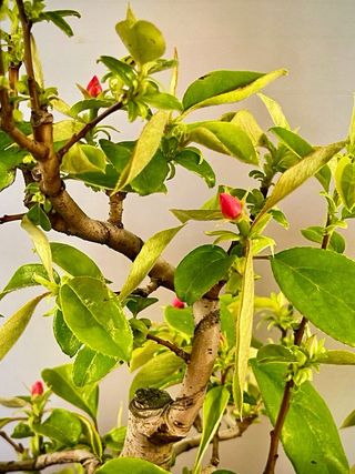 Bonsai Membrillo Japonés