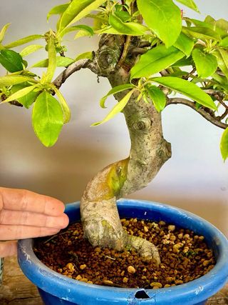 Bonsai Membrillo Japonés