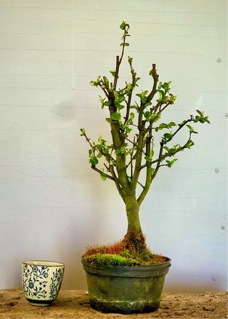 Bonsai Membrillo Japones