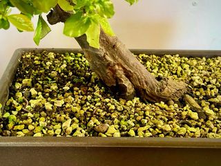 Bonsai Membrillo Japones