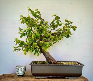 Bonsai Membrillo Japones