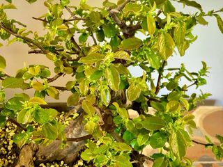 Bonsai Membrillo Japones