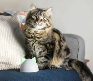 Hub Sure Petcare para puertas y gateras