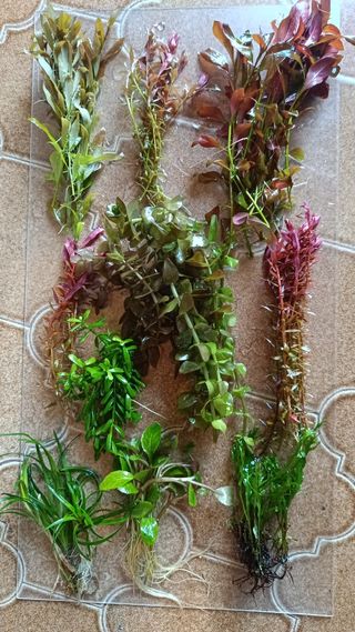 Pack plantas de acuario 10 especies
