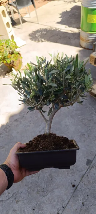 Bonsai Olivo en Flor