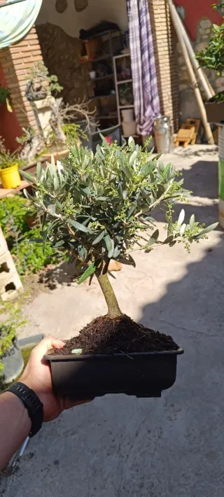 Bonsai Olivo en Flor