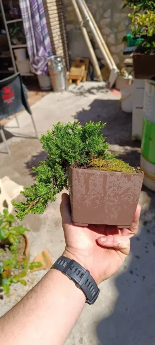 Bonsái Junípero Estilo Cascada