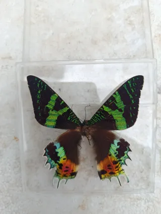 Mariposa natural decorativa