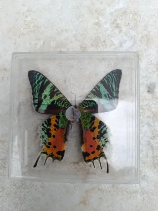 Mariposa natural decorativa