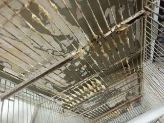 Jaula Metro Canarios