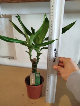 Dracaena Fragans Planta