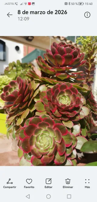 Aeonium Night Banquet