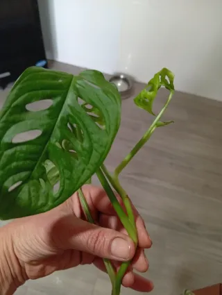 Monstera Adansonii