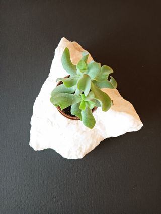 Macetero piedra y plástico