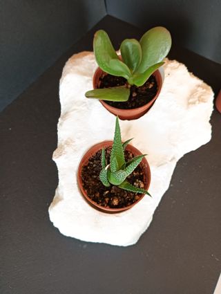 Macetero piedra