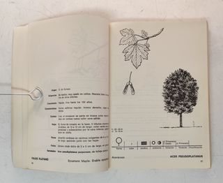 Deodendron. Árboles y Arbustos de jardín de clima