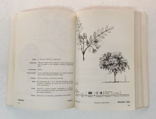 Deodendron. Árboles y Arbustos de jardín de clima