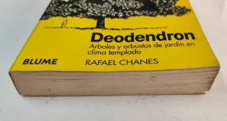 Deodendron. Árboles y Arbustos de jardín de clima