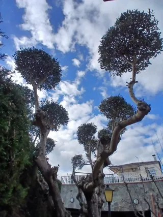 Jardinero a domicilio