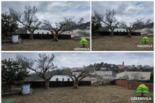 Jardinero a domicilio