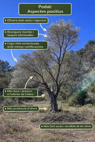 Jardinero a domicilio