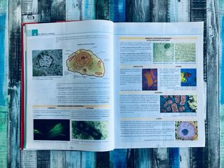 Biología Geología 1 Bachillerato Editorial SM