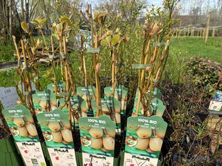 Pack 2 Kiwis Jenny Autofertiles