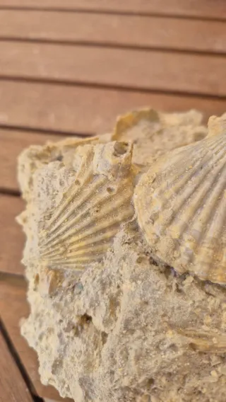 Fósiles de Almejas en Roca