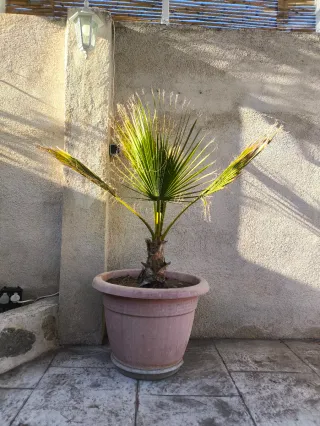 Palmera en maceta