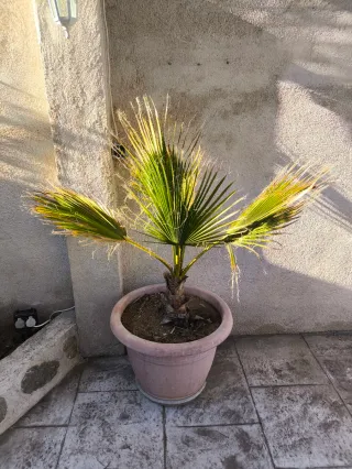 Palmera en maceta