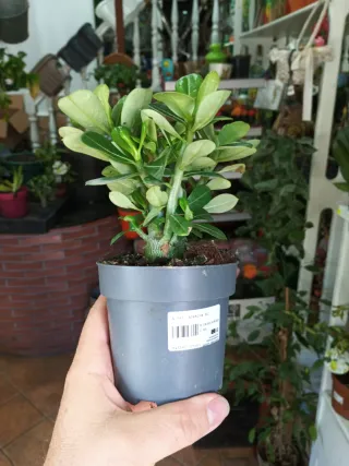 Planta Adenium en maceta gris