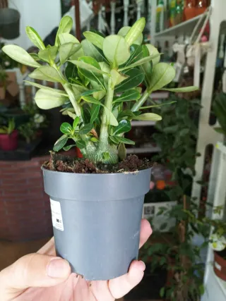 Planta Adenium en maceta gris