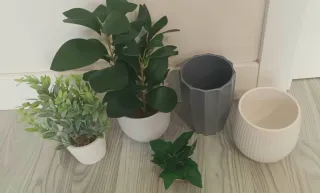 Lote plantas y macetas