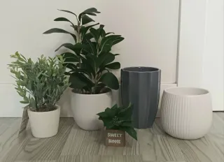 Lote plantas y macetas