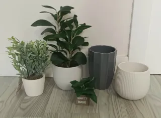 Lote plantas y macetas