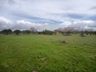 Terreno agrícola en Bollullos del condado