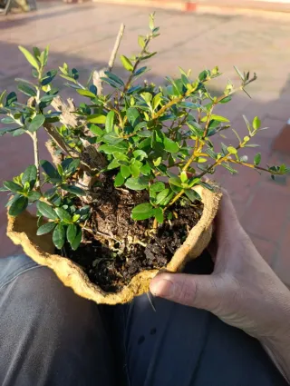 Olivo bonsai en maceta artesanal