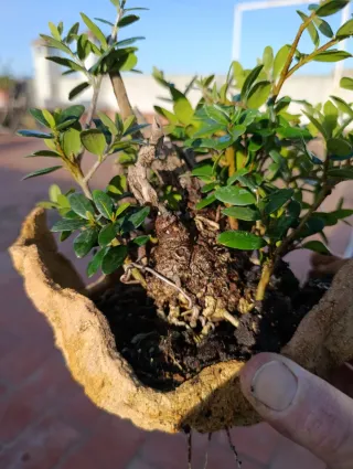 Olivo bonsai en maceta artesanal