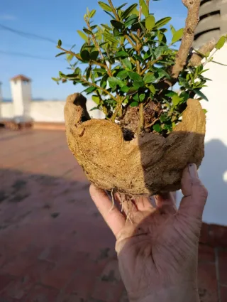 Olivo bonsai en maceta artesanal