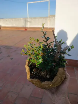 Olivo bonsai en maceta artesanal