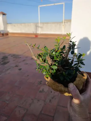 Olivo bonsai en maceta artesanal