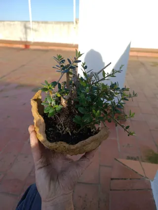 Olivo bonsai en maceta artesanal