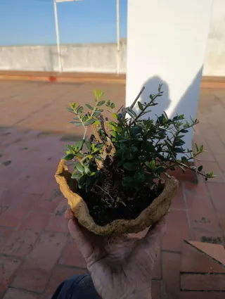 Olivo bonsai en maceta artesanal