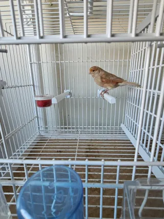 JAULA DE CRIA 60CM + CARRO