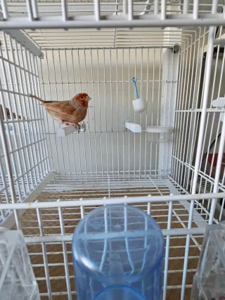 JAULA DE CRIA 60CM + CARRO