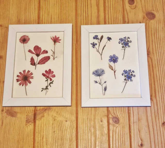 Set de Láminas botánicas "Naturaleza Viva".